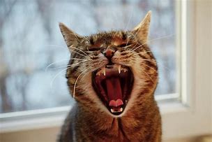 Image result for Cat with Mouth Open Side View