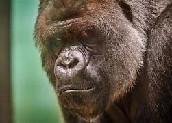 Image result for Silverback Gorillas in the Wild