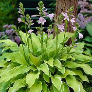 Hosta Summer Fragrance എന്നതിനുള്ള ഇമേജ് ഫലം