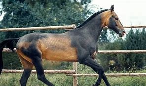 Image result for Rarest Horse On Earth