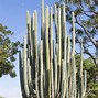 Image result for Cactus Types in Mexico