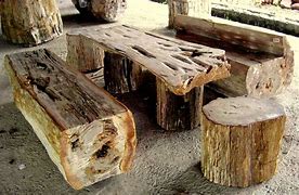 Image result for Petrified Cedar Wood