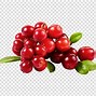 Image result for Cranberry Lime Clip Art