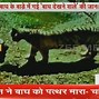 Image result for Tiger Attack Boy Zoo