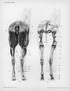 Image result for Ancient Horse Anatomony