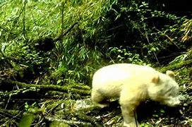 Image result for All White Panda Bear