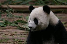 Image result for Black and White Panda Bear Cartoon