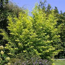 Image result for Salix sachalinensis Golden Sunshine