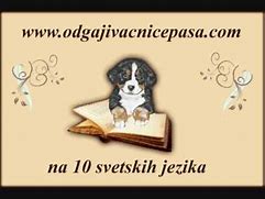 Image result for Odgajivacnica Pasa NIS