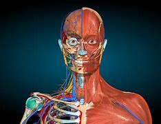 Image result for Human Body Atlas Anatomy