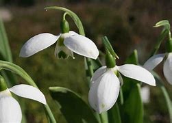 Galanthus Vornehme Blässe 的图像结果