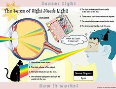 Image result for Sense of Sight Diagram