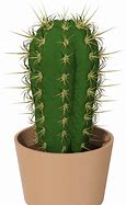 Image result for Desert Cactus PNG