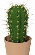 Image result for Cactus Silicone iPhone 7 Phone Case