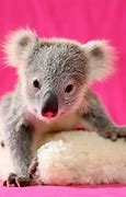 Image result for Little Cute Koala Bear