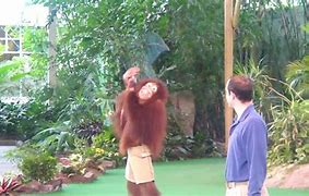 Image result for Orangutan Smart