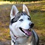 Image result for Best Dogs to Have