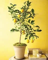Image result for Growing Lemon Tree Indoors