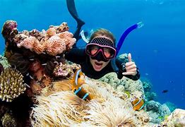 Image result for Reef Snorkeling