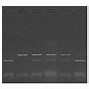 Image result for DNA Ladder Reference 500 BP