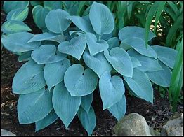 Image result for Hosta Halcyon