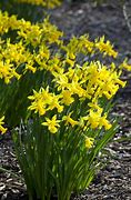 Image result for Narcissus Peeping Tom