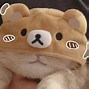 Image result for Come Here Kitten PFP