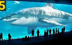 Image result for Biggest World Largest Shark