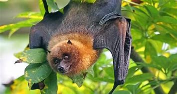Image result for Big-Eared Flying Fox