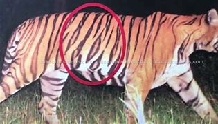 Image result for Man Eater Tiger