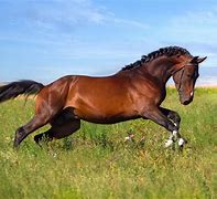 Image result for Bay Race Horses