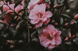 Image result for Floral Desktop Wallpaper Pinterest