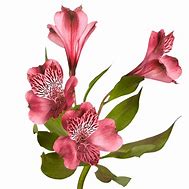 Image result for Frutiger Metro Pink Flowers