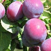 Image result for Prunus domestica Reine Claude dAlthan