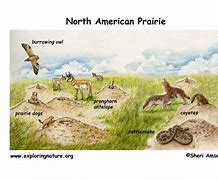 Image result for Sea Grass Prairie Animals