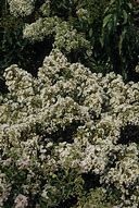 Image result for Lagerstroemia Pixie White