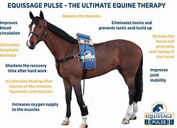 Image result for equiseg�ceo