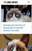 Image result for Grumpy Cat Dead Meme