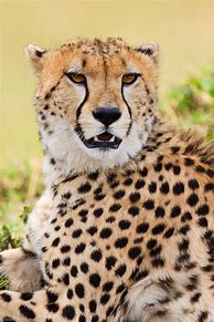 Image result for Cheetah Portrait