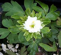 Image result for Anemone nemorosa Bracteata Pleniflora