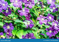 Image result for Inage of Purple Clematis