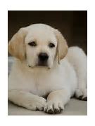 Image result for Labrador Puppy Background