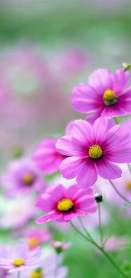 Image result for Flower Android Phone Wallpaper