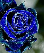 Image result for Cool Roses
