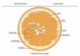 Image result for Orange Fruit Inside