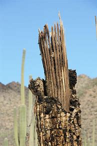 Image result for Sguaro Dead Cactus