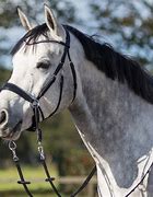 Image result for Horse Jumping Bridle