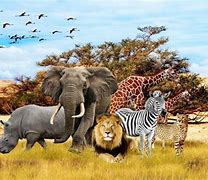 Image result for Safari Pics