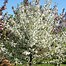Image result for Crab Apple Trees Autumn