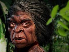 Image result for Homo Floresiensis